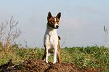 BASENJI 037